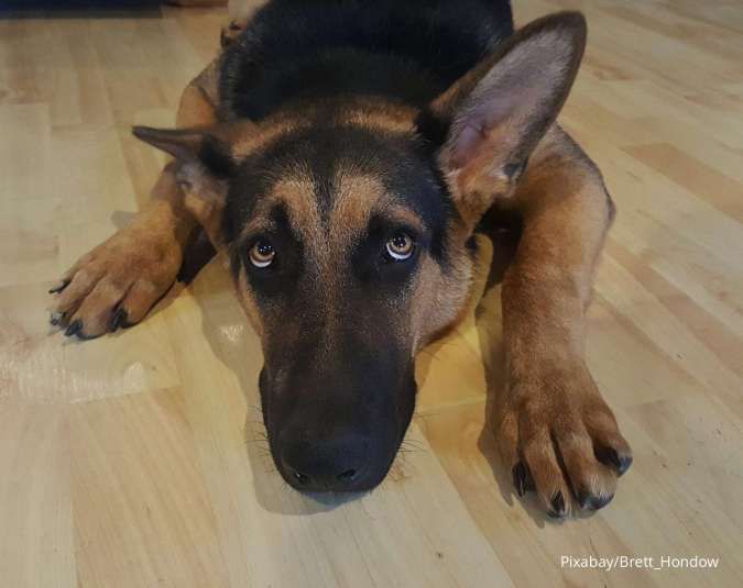 Pernah Lihat Anjing Sedih dan Menangis? Ini Tanda-tanda saat Anjing Merasa Sedih