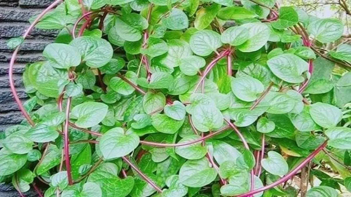 6 Manfaat binahong untuk kesehatan 