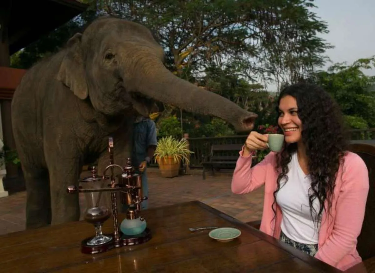 6 Kopi Termahal di Dunia, Ada yang Berasal dari Kotoran Gajah