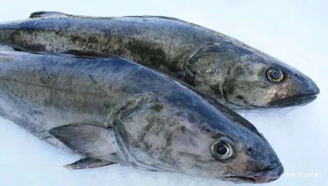 Ini Dia Daftar Ikan yang Boleh Dimakan Penderita Asam Urat