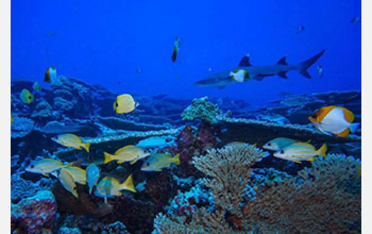 Berkat perlindungan, ekosistem gunung dalam laut dekat Hawai kembali pulih