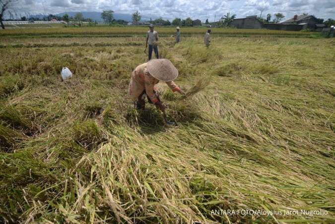 BPS Catat Nilai Tukar Petani Meningkat 0,22% Pada Maret 2025