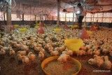 GPPU Tekankan Transformasi Pembibitan untuk Perkuat Industri Perunggasan