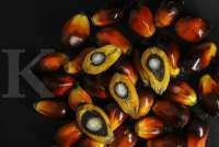 Lawan diskriminasi sawit, Indonesia akan gugat Uni Eropa ke WTO tahun 2021