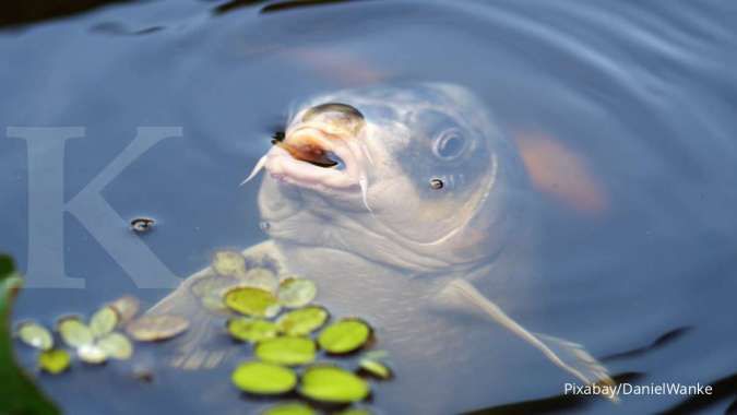 Ikan Hias Sering Naik Ke Permukaan Air dan Megap-Megap, Kenapa Ya?