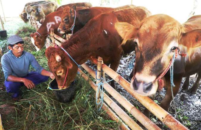 Surplus Hewan Kurban Capai 1,14 Juta Ekor Tahun Ini