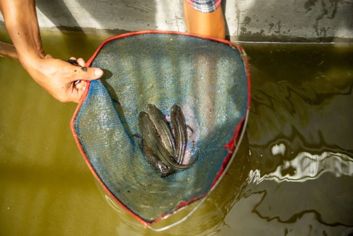 Bukit Asam (PTBA) Mendorong Transformasi Desa Lewat Usaha Budidaya Perikanan