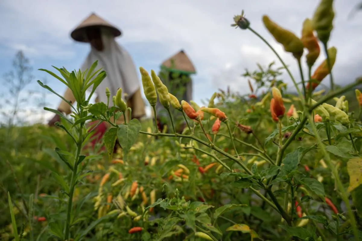 Nilai Tukar Petani Meningkat 0,73% pada Januari 2025