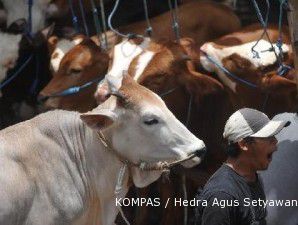 SBY: Kebijakan Australia memicu tingginya harga daging sapi