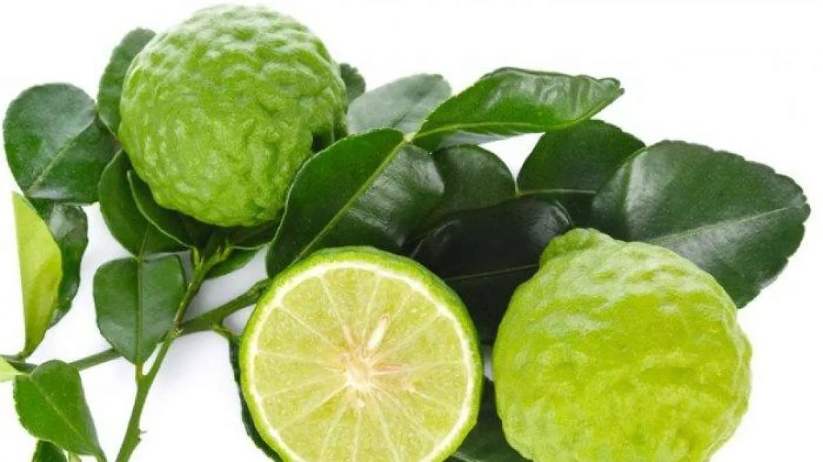 Efektif mengobati batuk dan flu, ini 10 manfaat jeruk purut untuk kesehatan