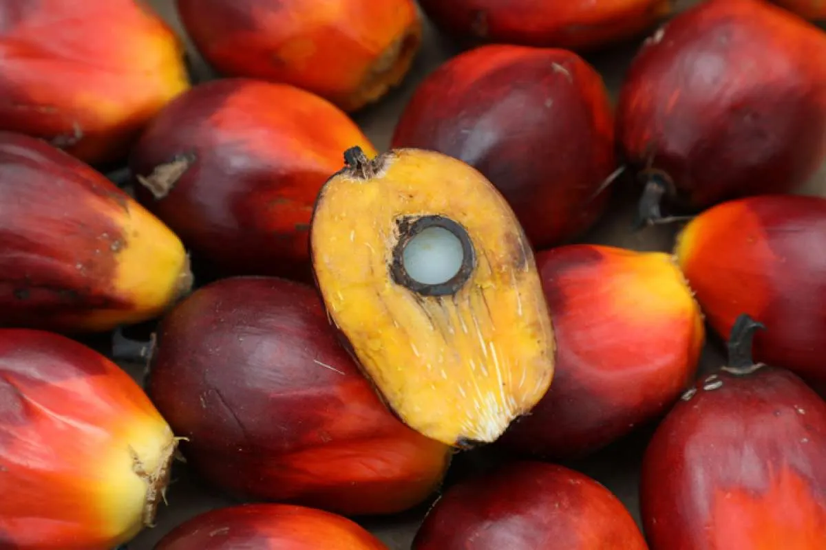 Indonesia Menang Gugatan di WTO, Begini Prospek Ekspor Biodiesel ke Uni Eropa