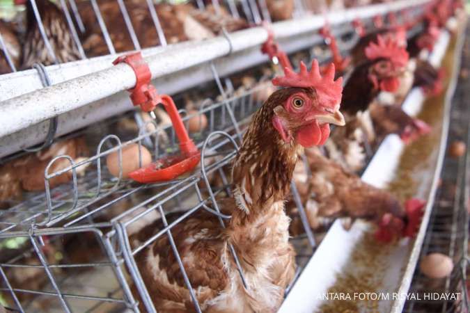 Harga Jagung & Pakan Ayam Meroket! Peternak Tetap Untung?
