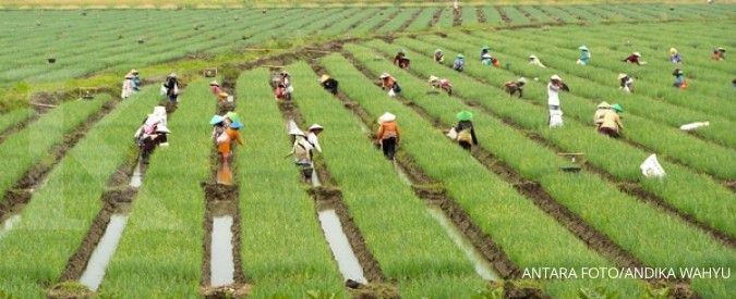 BPS: Biaya benih tanaman bawang merah capai 47%