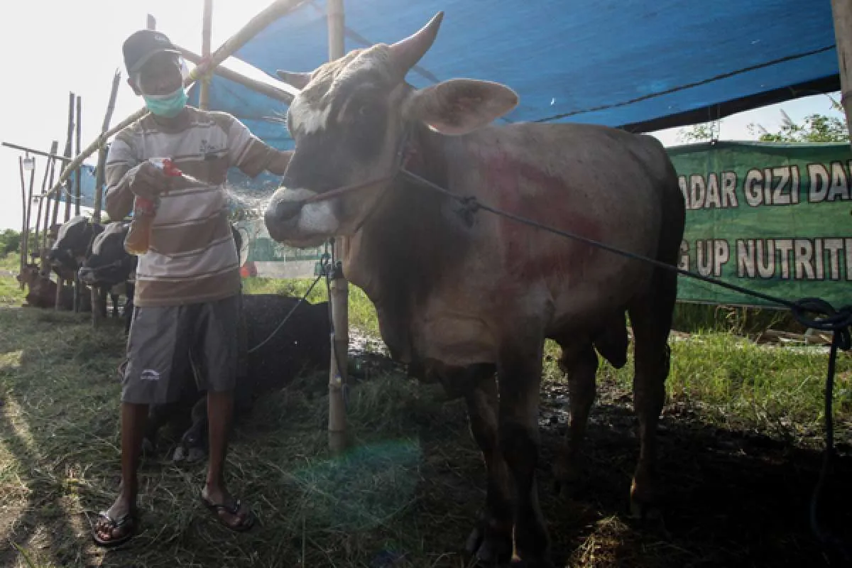 Kawasan Zona Hijau PMK Mencukupi untuk Penuhi Kebutuhan Hewan Kurban