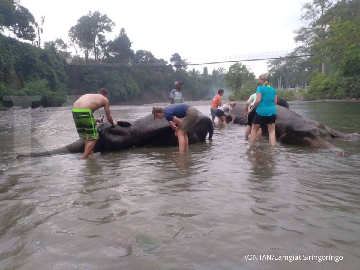 Prabowo Siapkan Inpres Penyelamatan Populasi dan Habitat Gajah Sumatera dan Borneo