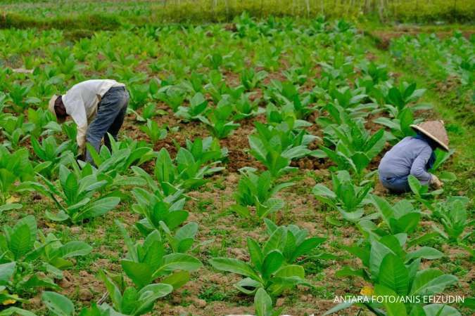 Jika Pemerintah Sahkan 3 Aturan Tembakau, LBH GP Ansor Pertimbangkan Uji Materi ke MK