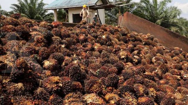 India seen coping with Indonesia curbs on palm oil exports