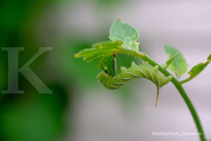 Macam-Macam Hama Ulat pada Tanaman Sayuran dan Cara Mengatasinya
