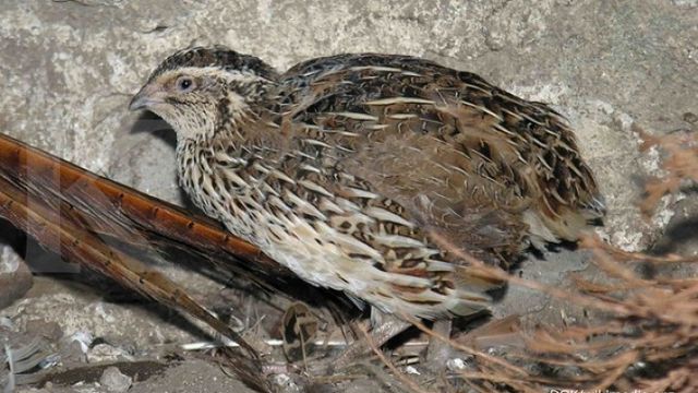 Burung puyuh kecil, tapi jumbo laba budidayanya (1