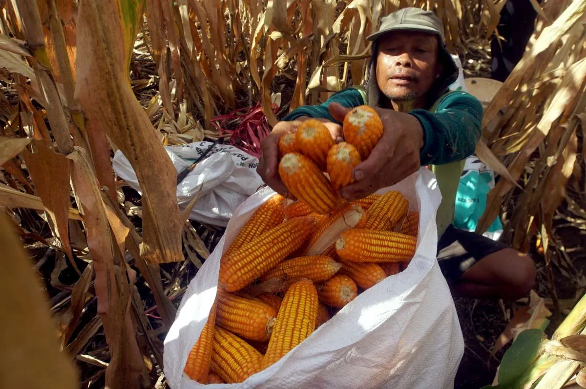 Program E20 Diyakini Dongkrak Serapan Hasil Pertanian Nasional