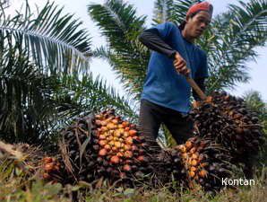 Harga CPO Mulai Merangkak Naik