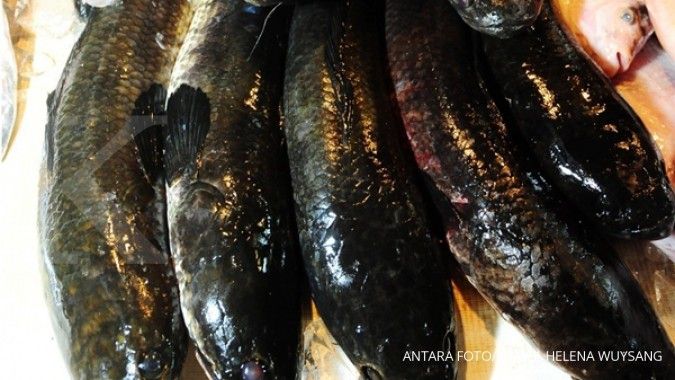 610 Ikan Gabus Air Laut HD Terbaru