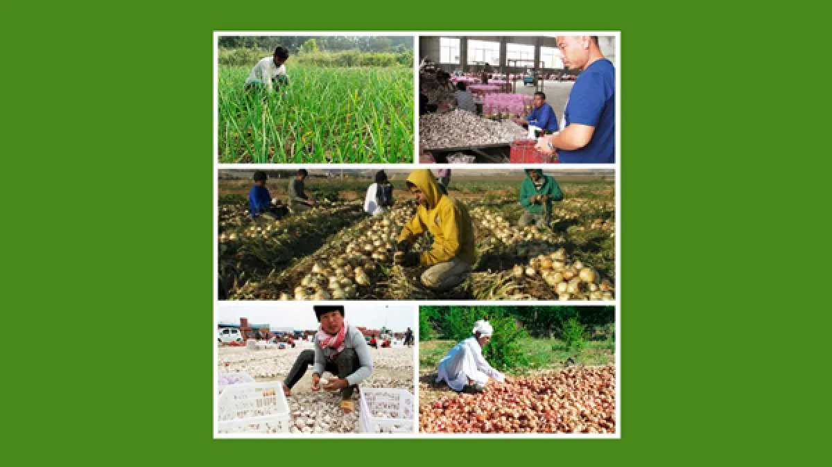 5 Negara penghasil bawang putih terbesar di Dunia