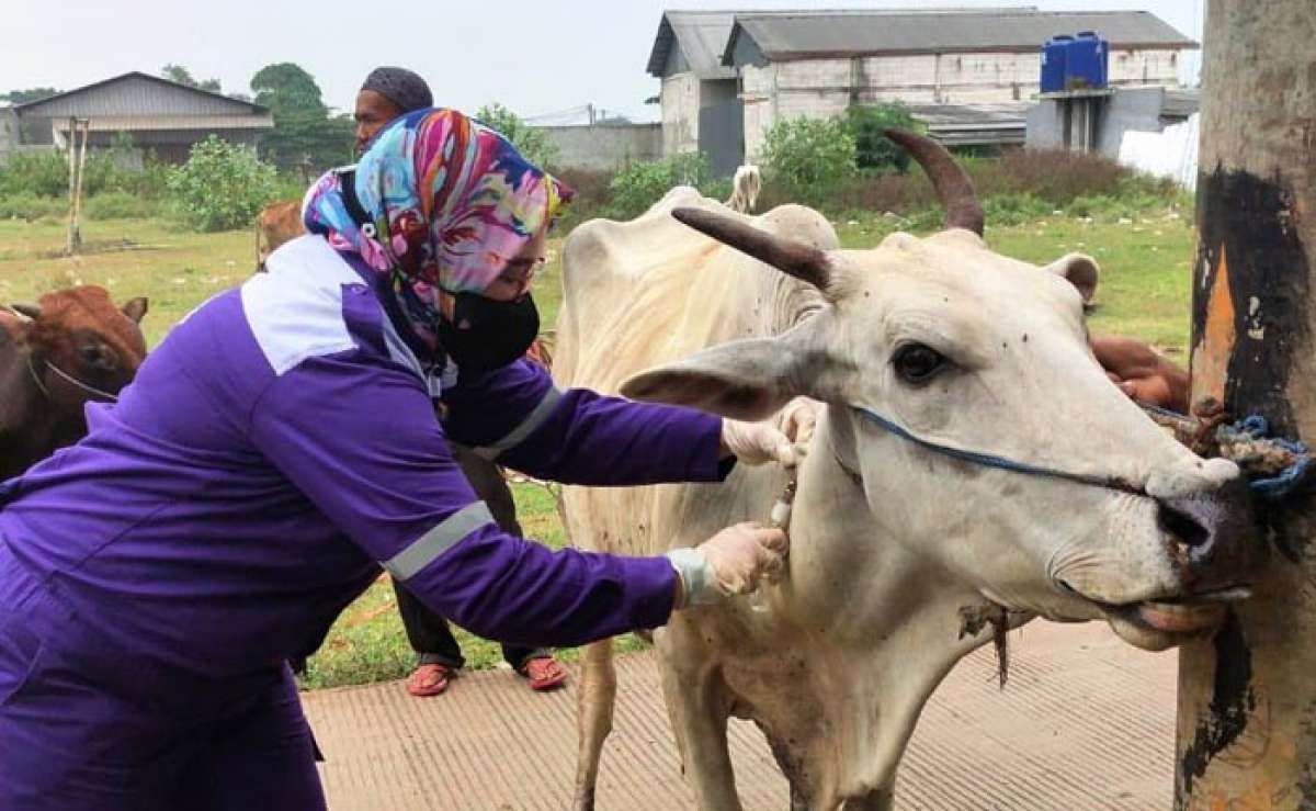 Vaksinasi PMK Terus Digenjot