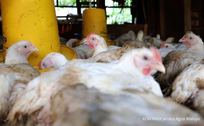 Harga Anjlok, Peternak Ayam Gagal Cuan
