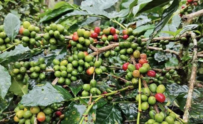 Belajar Tentang Kopi Tak Sekadar Seduh di Cangkir, Ada Kurikulum Agroforestri lo
