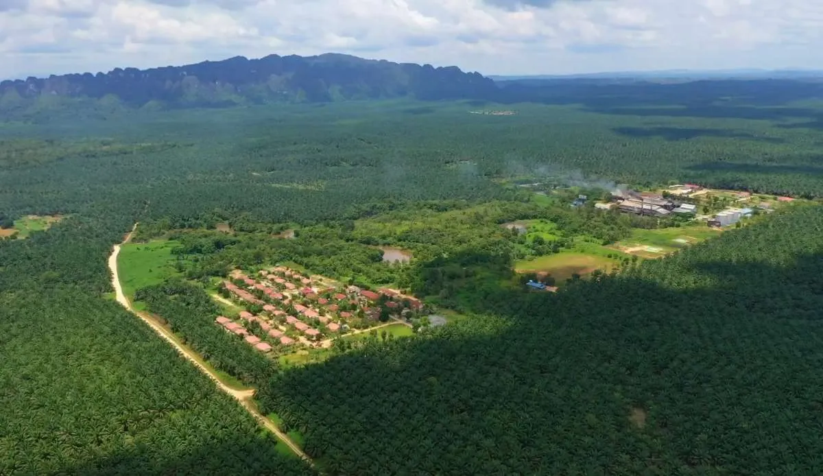 Laba Teladan Prima Agro (TLDN) Melesat 108,5% di Kuartal III 2022, Ini Pendorongnya