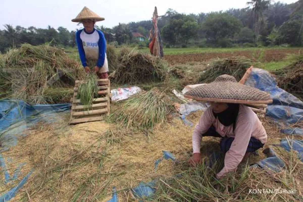 Genjot kredit pertanian, BRI Agro jalin kerja sama dengan Tanihub