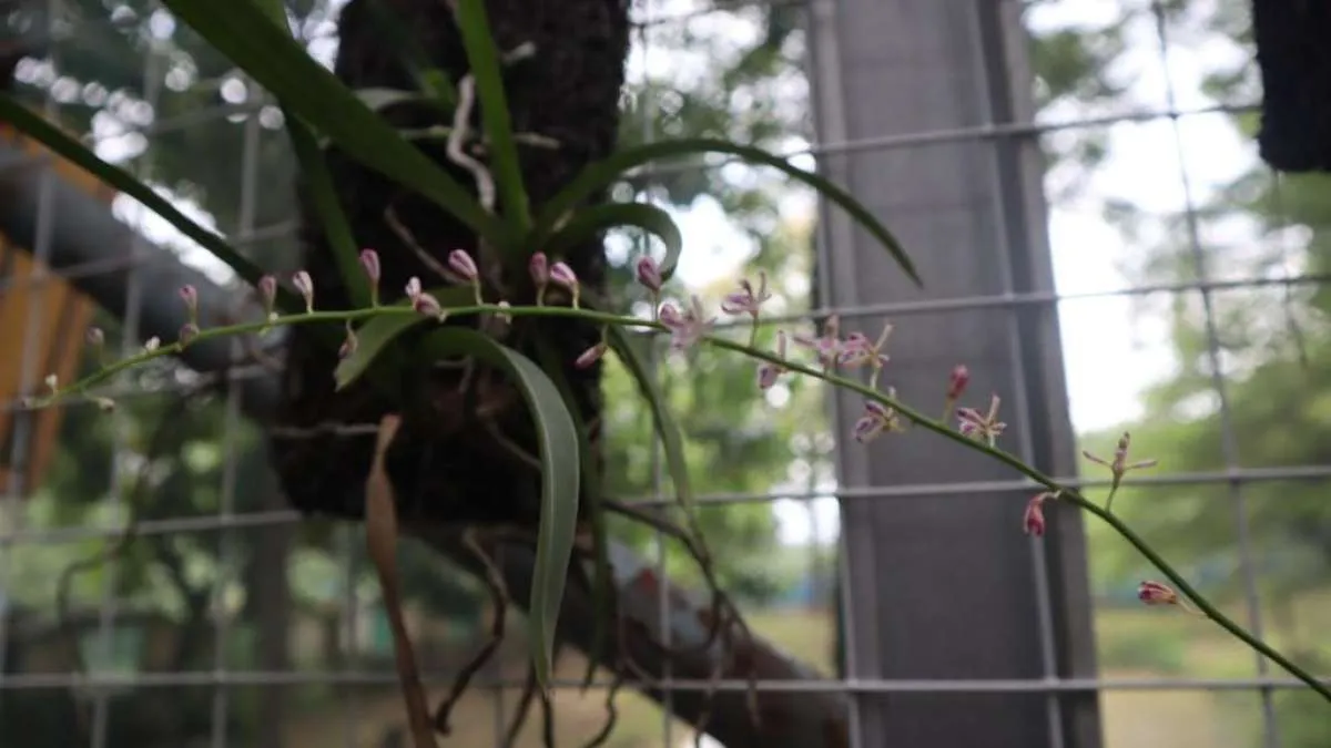 Menyelamatkan Anggrek, Upaya Bukit Asam (PTBA) Menjaga Kehidupan