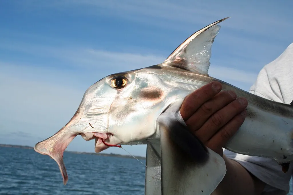 Hewan tertua di dunia: hiu gajah