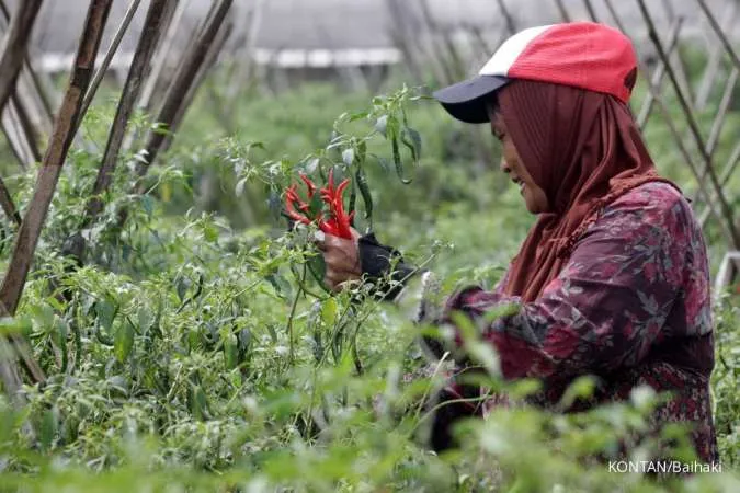 Cara Menanam Cabe Sendiri di Halaman Rumah, Bisa Pakai Pot & Polybag! Cek di Sini