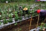 Kementan Bidik 250 Koperasi Hortikultura untuk Naikkan Skala Bisnis Petani