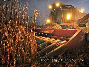 Kontrak harga jagung berfluktuatif, harga jagung pipilan tetap tinggi