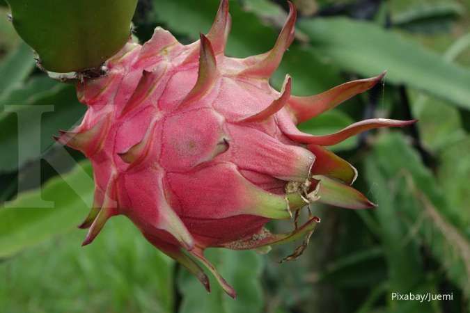 5 Jenis Buah Tanaman Kaktus yang Bisa Dimakan dan Manfaatnya