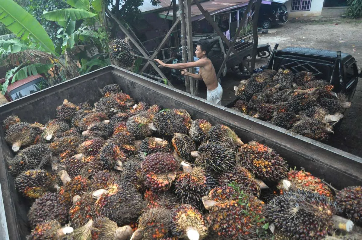 Cakupan BPDP Diperluas, Begini Harapan Pengusaha Sawit dan Kakao
