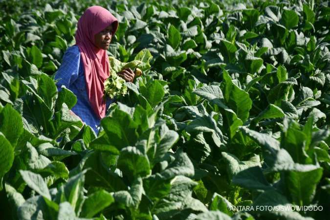 Ramai Isu Diversifikasi Tembakau, Begini Respons APTI