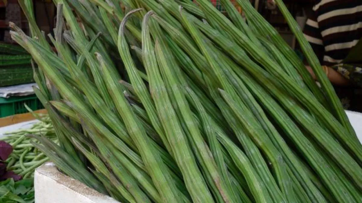 Luar biasa! Ini 5 manfaat biji kelor untuk kesehatan yang jarang diketahui