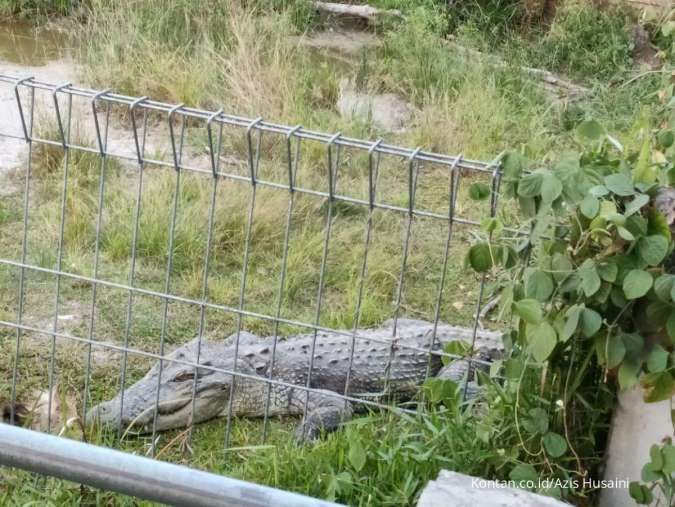 Wisata Bangka, Melihat Penangkaran Buaya hingga Pohon Pelawan di Lahan Bekas Tambang