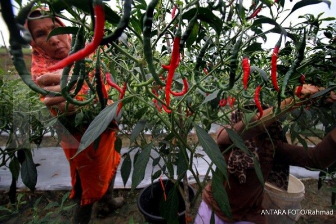 Petani milenial Cilacap panen 40 ton cabai merah 