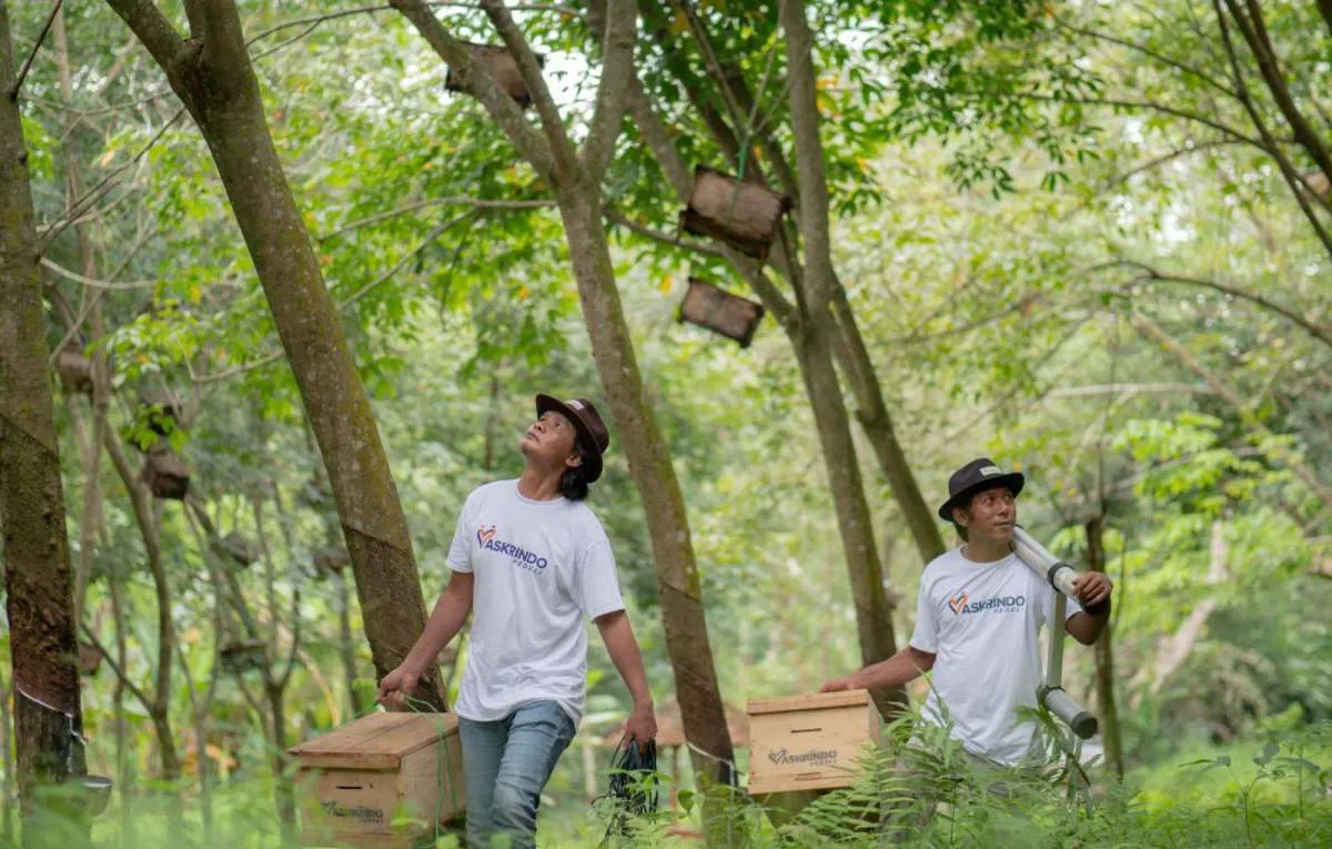 Memburu Cuan dari Budidaya Lebah Madu Asia