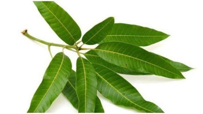 Air rebusan daun mangga muda bermanfaat sebagai obat herbal asam urat