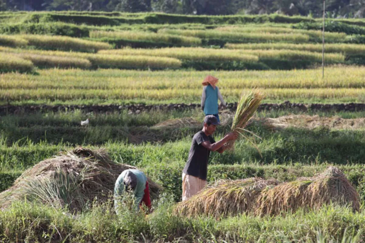 Mentan Sebut Tiga Hal Ini Jadi Penyebab Produksi Beras Anjlok