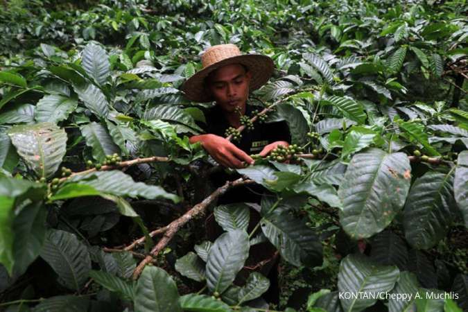 Presiden Jokowi Dorong Peningkatan Produktivitas Kopi