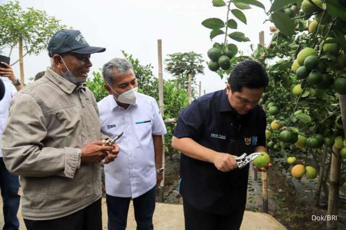 BRI telah salurkan kredit ke usaha petani jeruk Rp 984 miliar per Oktober