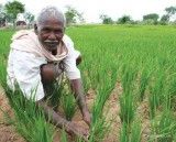 Stok Beras dan Gandum di Gudang Pemerintah India Mencapai Rekor 