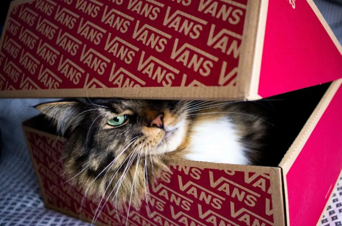 7 Tanda kucing bahagia dan merasa nyaman